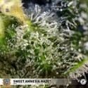 Sweet Amnesia Haze (Sweet Seeds) Feminiserede