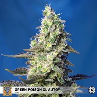 Green Poison XL Auto (Sweet Seeds) Feminiserede
