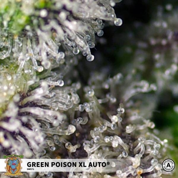 Green Poison XL Auto (Sweet Seeds) Feminiserede