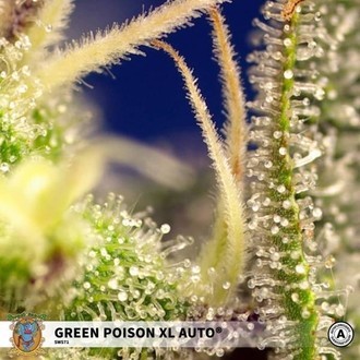 Green Poison XL Auto (Sweet Seeds) Feminiserede