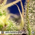 Green Poison XL Auto (Sweet Seeds) Feminiserede