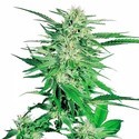 Big Bud (Sensi Seeds) Feminiserede