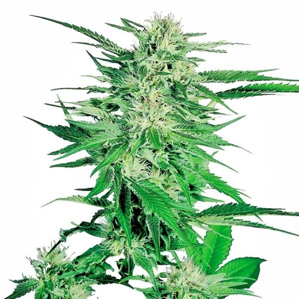 Big Bud (Sensi Seeds) Feminiserede