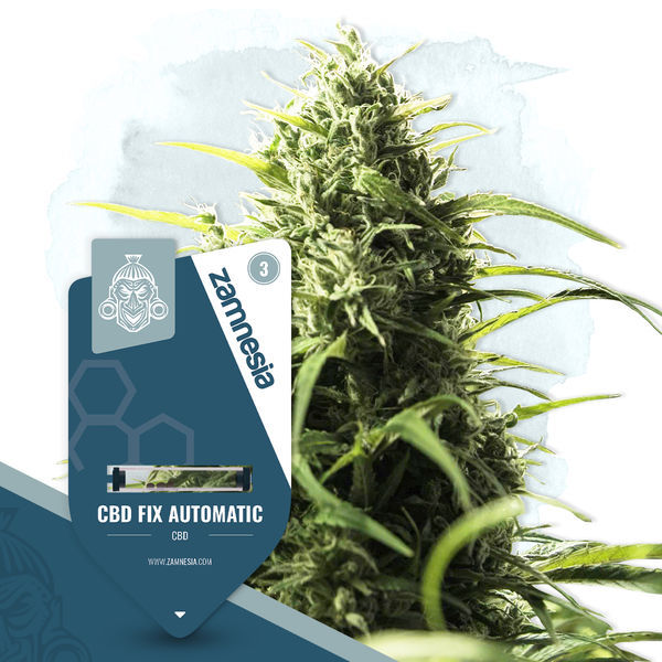 CBD Fix Autoflower (Zamnesia Seeds) Feminiserede