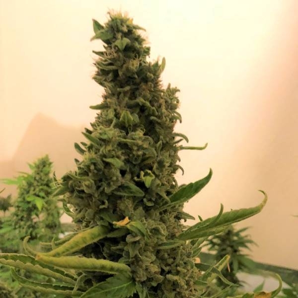 Gorilla #4 (BSB Genetics) Feminiserede