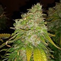 Amnesia Haze (BSB Genetics) Feminiserede