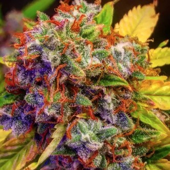 Auto Diablo XL (BSB Genetics) feminiserede