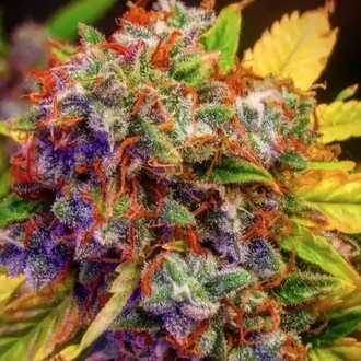 Auto Diablo XL (BSB Genetics) Feminiserede