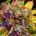 Auto Diablo XL (BSB Genetics) Feminiserede