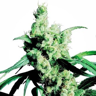 Silver Haze (Sensi Seeds) Feminiserede