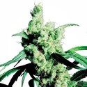 Silver Haze (Sensi Seeds) Feminiserede
