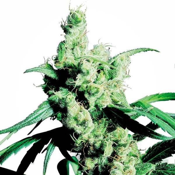 Silver Haze (Sensi Seeds) Feminiserede