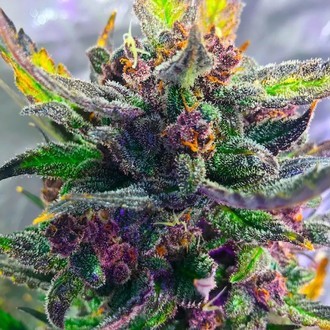 Auto Strawberry Milkshake (BSB Genetics) Feminiserede