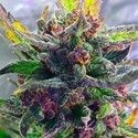 Auto Strawberry Milkshake (BSB Genetics) Feminiserede