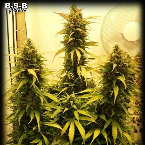 Auto Sweet Tooth (BSB Genetics) Feminiserede