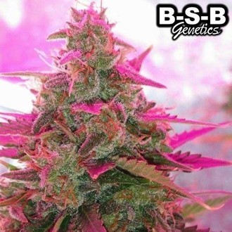 Auto Sweet Tooth (BSB Genetics) Feminiserede