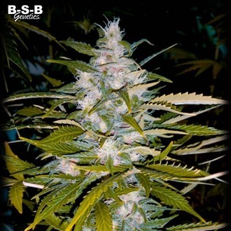 Auto Critical+ (BSB Genetics) Feminiserede