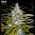 Auto Critical+ (BSB Genetics) Feminiserede
