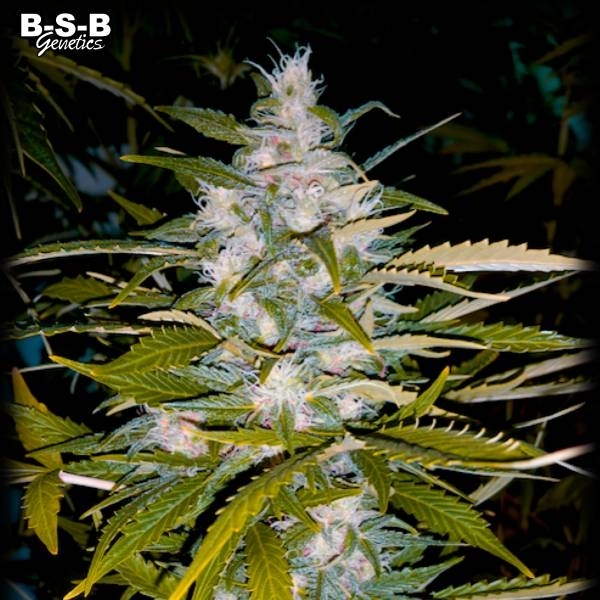Auto Critical+ (BSB Genetics) Feminiserede