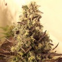 Cali Cookies (BSB Genetics) Feminiserede