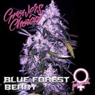 Blue Forest Berry (Grower's Choice) feminiserede