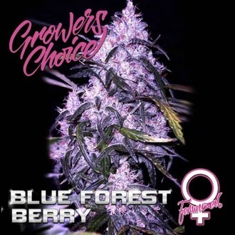 Blue Forest Berry (Growers Choice) Feminiserede