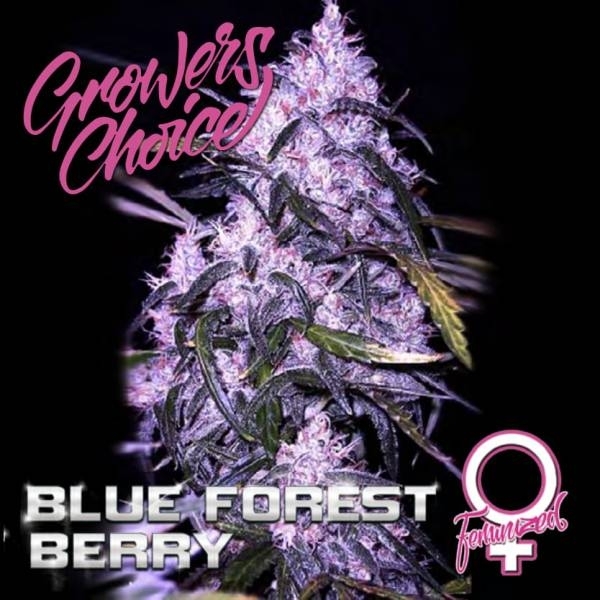 Blue Forest Berry (Growers Choice) Feminiserede