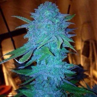 Blue Forest Berry (Growers Choice) Feminiserede