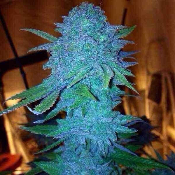 Blue Forest Berry (Growers Choice) Feminiserede
