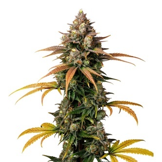 Brain Damage (Growers Choice) feminiserede
