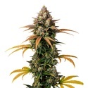 Brain Damage (Growers Choice) Feminiserede