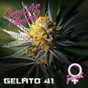 Gelato 41 (Growers Choice) Feminiserede