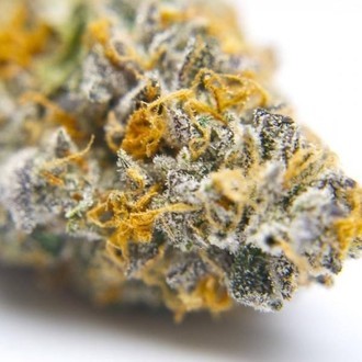 Gelato 41 (Growers Choice) Feminiserede
