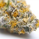 Gelato 41 (Growers Choice) Feminiserede