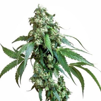 Jack Flash 5 (Sensi Seeds) Feminiserede