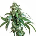 Jack Flash 5 (Sensi Seeds) Feminiserede