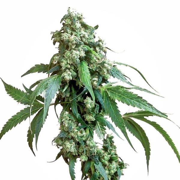Jack Flash 5 (Sensi Seeds) Feminiserede