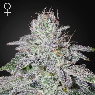 Franco's Lemon Cheese (Greenhouse Seeds) feminiserede