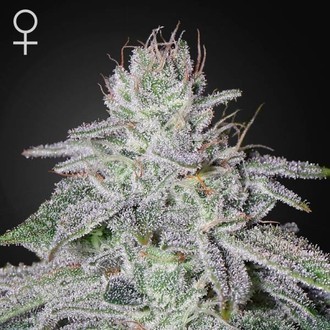 Franco's Lemon Cheese (Greenhouse Seeds) Feminiserede