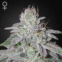 Franco's Lemon Cheese (Greenhouse Seeds) Feminiserede