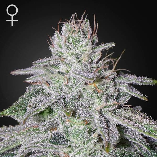 Franco's Lemon Cheese (Greenhouse Seeds) Feminiserede