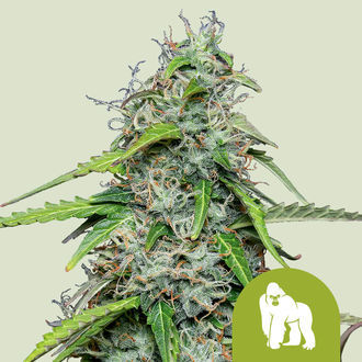 Royal Gorilla Autoflower (Royal Queen Seeds) Feminiserede