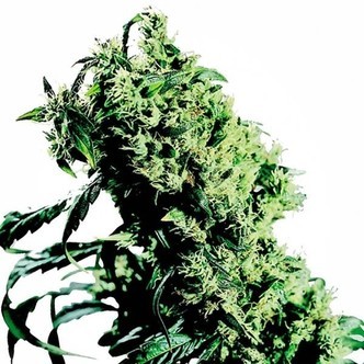 Northern Lights 5 x Haze (Sensi Seeds) feminiserede cannabisfr&oslash;