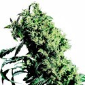Northern Lights 5 x Haze (Sensi Seeds) Feminiserede