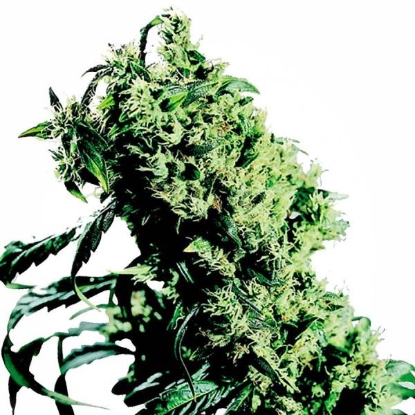 Northern Lights 5 x Haze (Sensi Seeds) Feminiserede