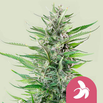 Fat Banana (Royal Queen Seeds) Feminiserede