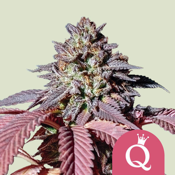 Purple Queen (Royal Queen Seeds) Feminiserede