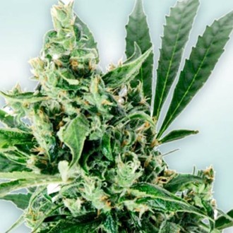 Atlant CBD (VIP Seeds) Feminiserede