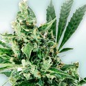 Atlant CBD (VIP Seeds) Feminiserede