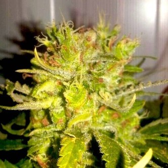 Lemon Haze (BSB Genetics) feminiserede